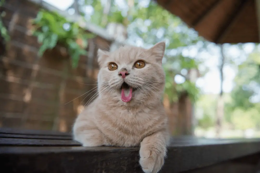 Why Does My Cat Stick Their Tongue Out Why Does My Cat Stick Their Tongue Out