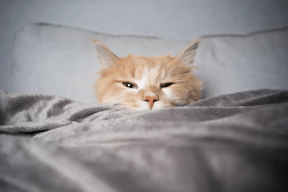 Why Does My Cat Suck on Blankets Why Does My Cat Suck on Blankets