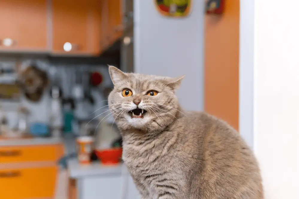 why does my cat walk around meowing with a toy in her mouth