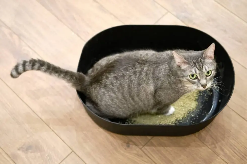 Why Is My Cat Eating Litter And How Do I Stop It? Smartly Cat
