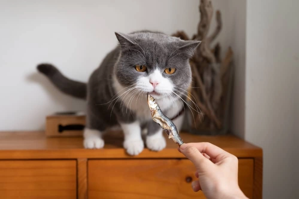 Is Dried Fish Bad For Cats Smartly Cat