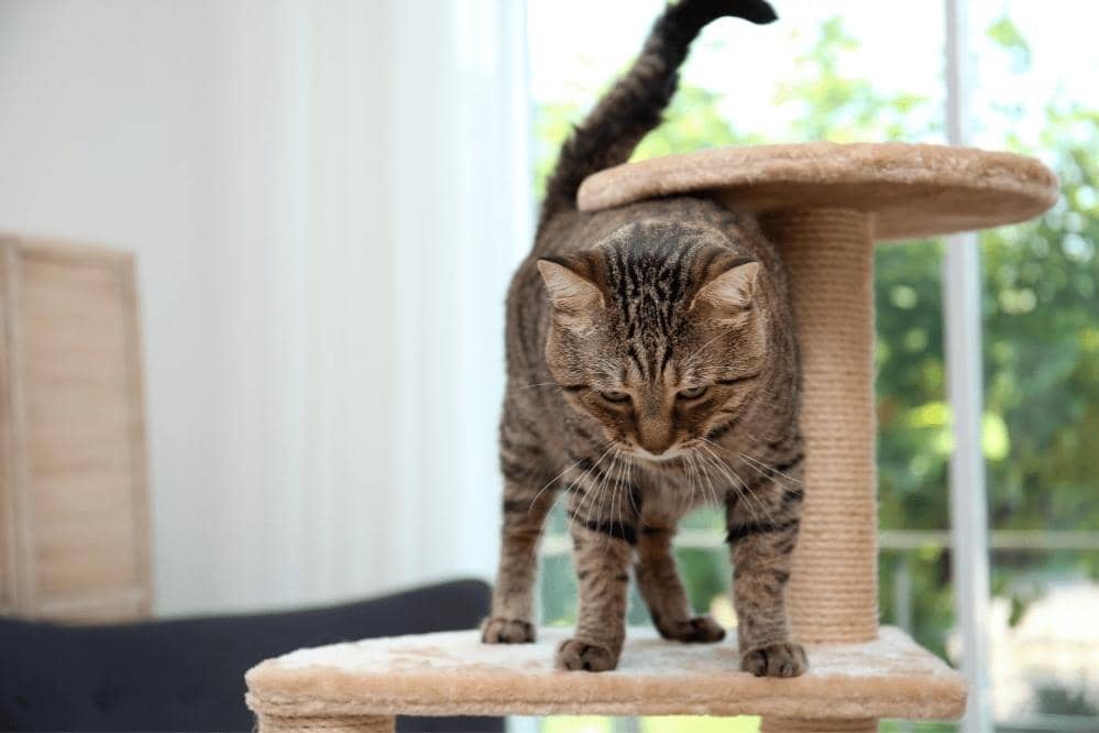 buy used cat tree