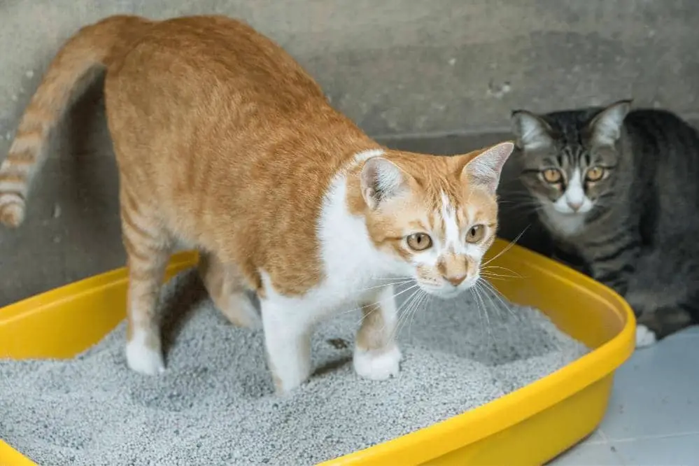 can cats share litter box