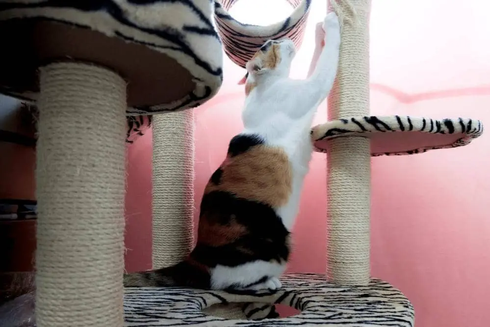 can declawed cat climb cat tree