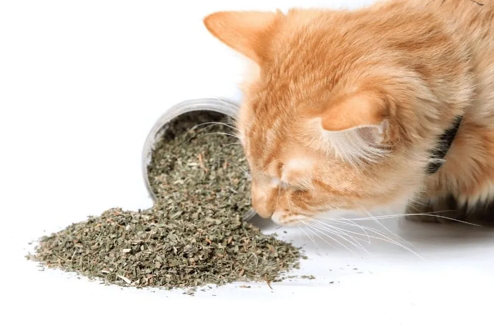 can you put catnip in a litter box