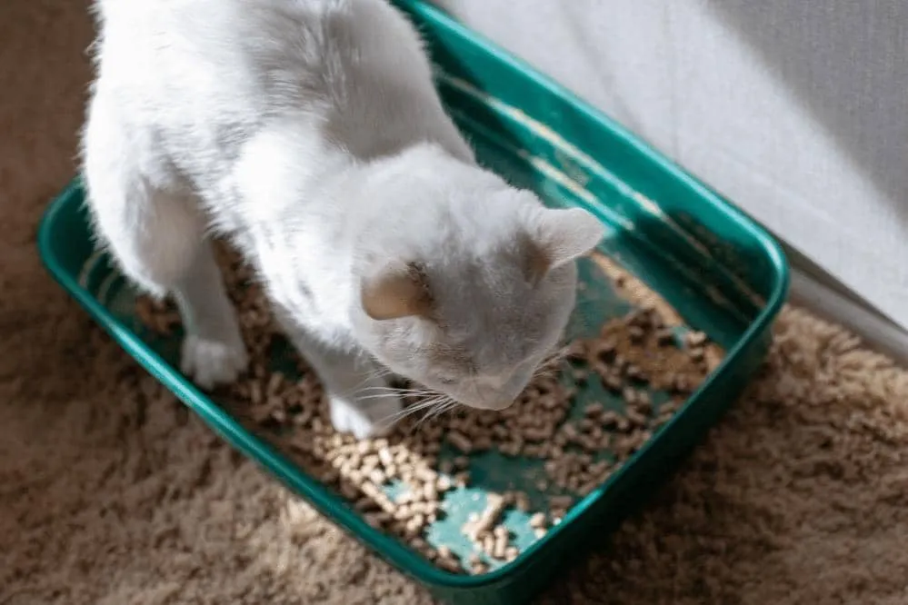 cat eating cat litter