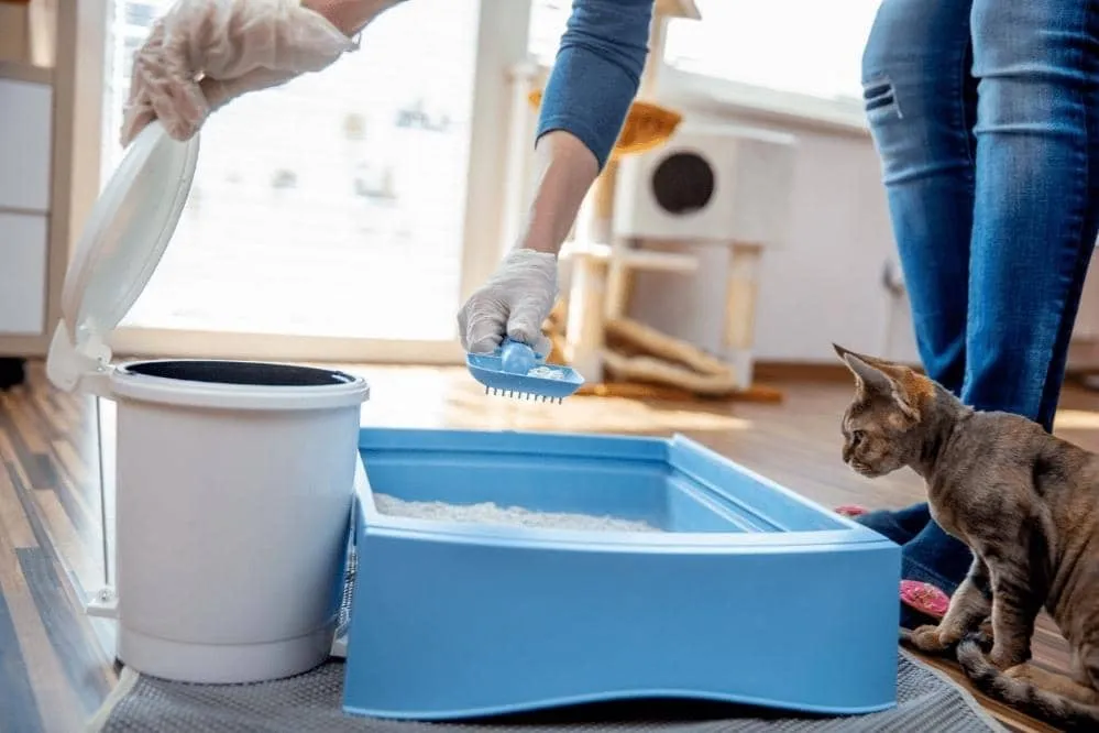 dispose of cat litter