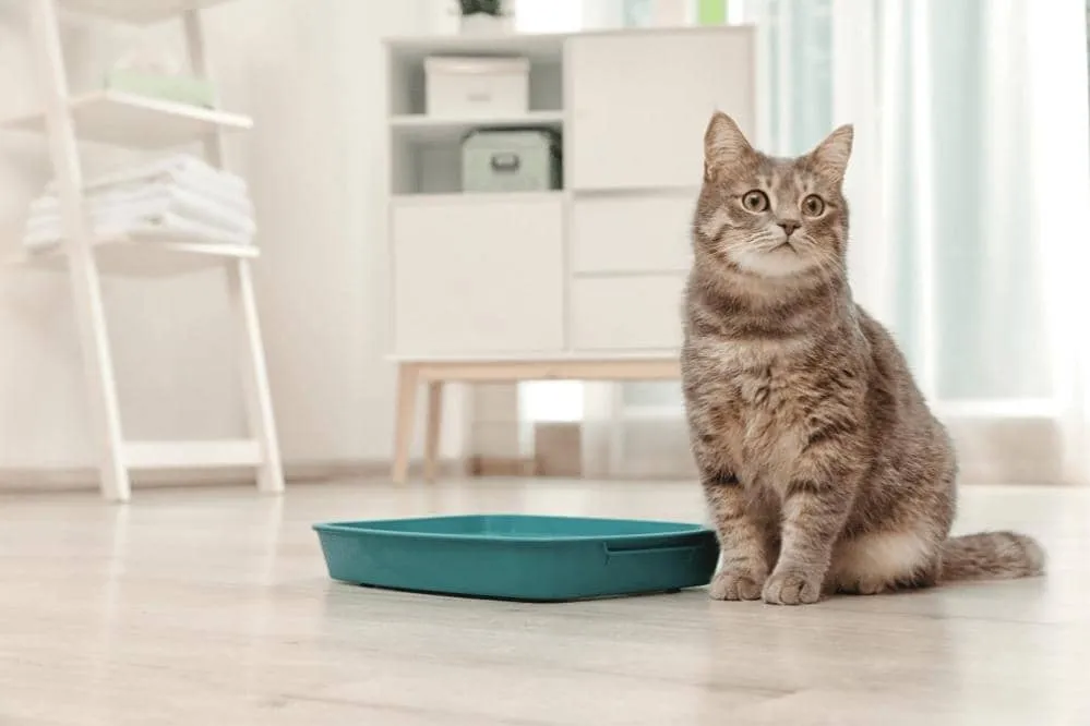 do cats automatically use litter box