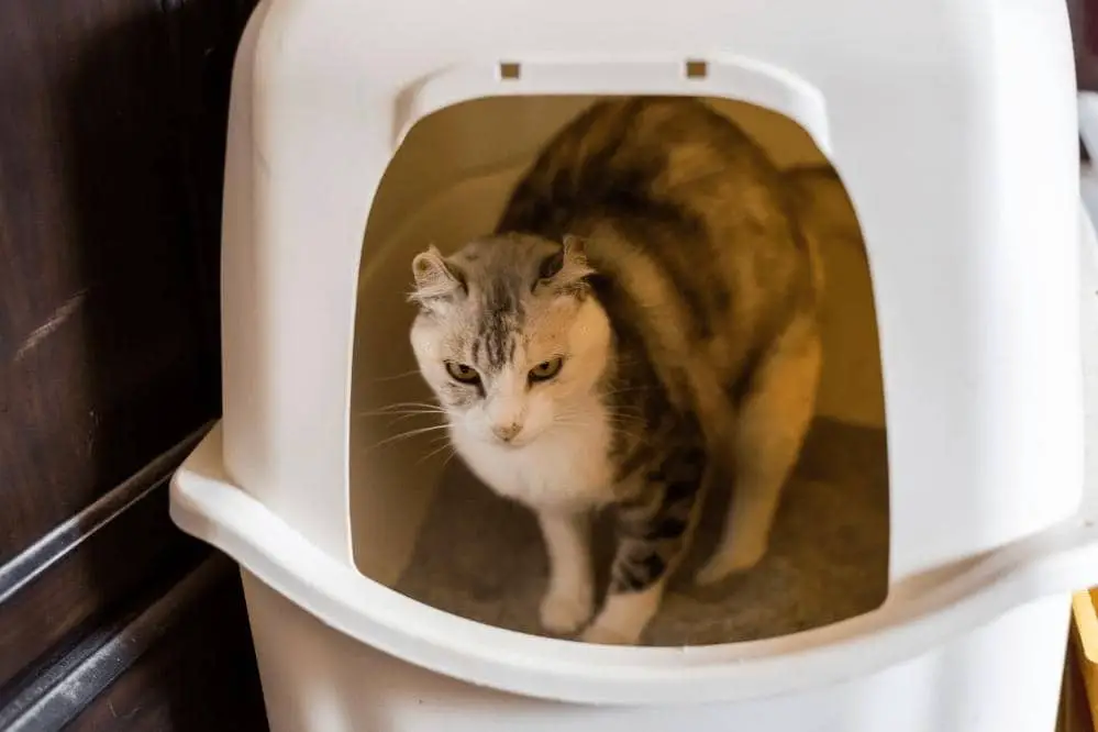 do cats need to access litter box at night