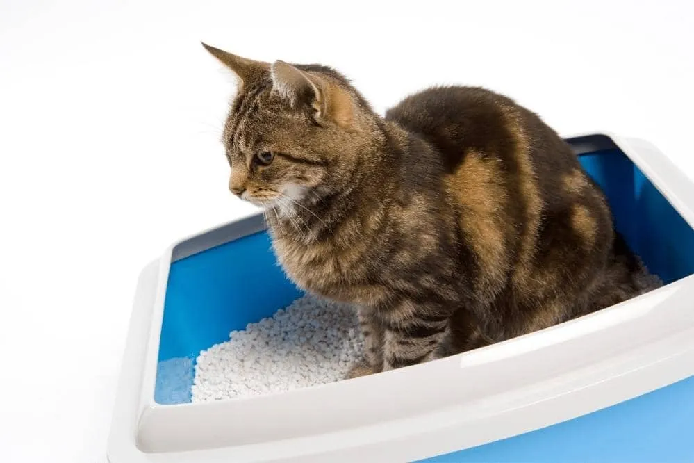 do cats prefer open or close litter box