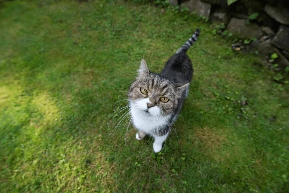 do outdoor cat need litter box