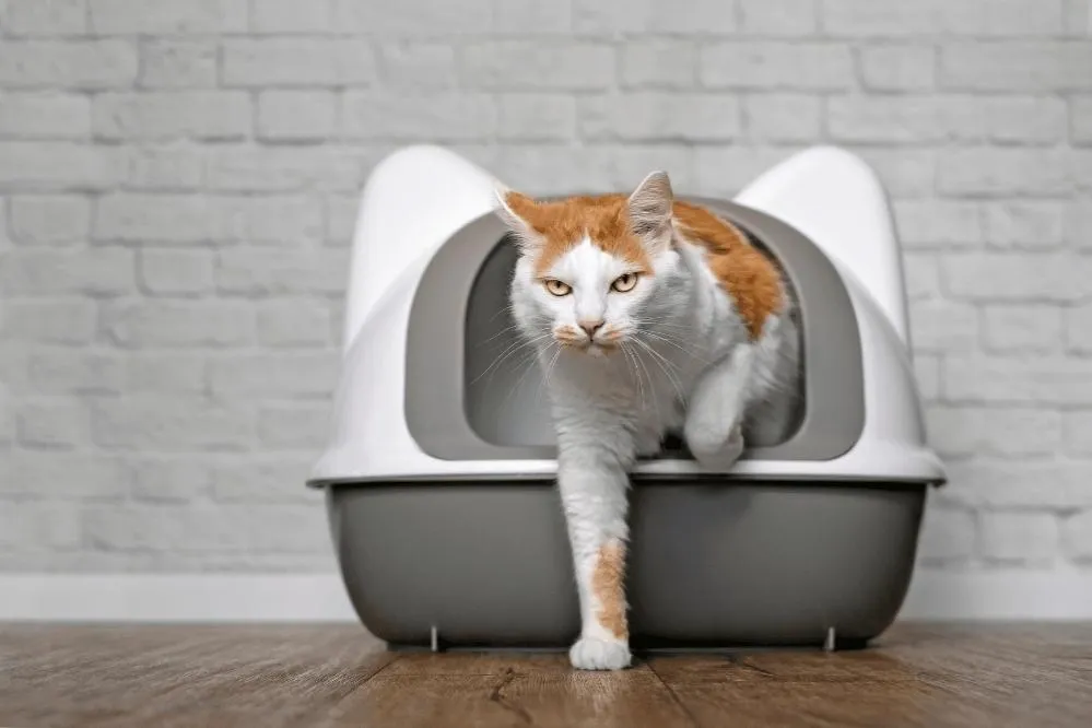 how do cats know to use litter box