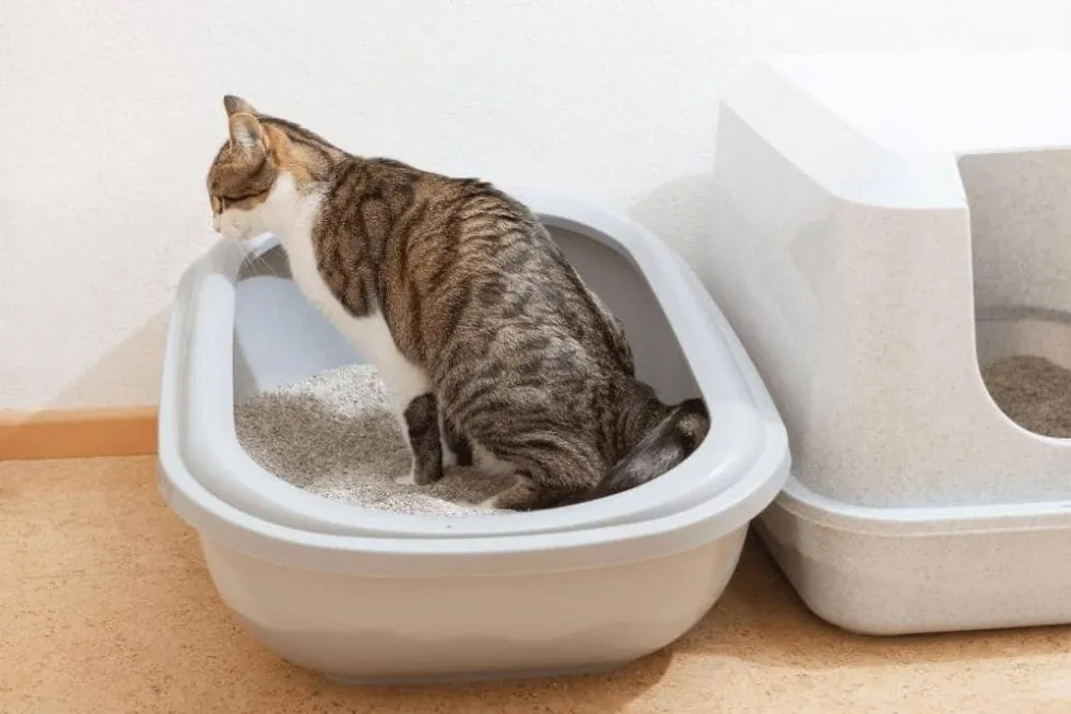 How Do I Get My Cat To Use The Litter Box After Moving Smartly Cat