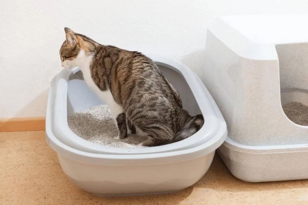 How To Teach A Stray Cat To Use A Litter Box Smartly Cat