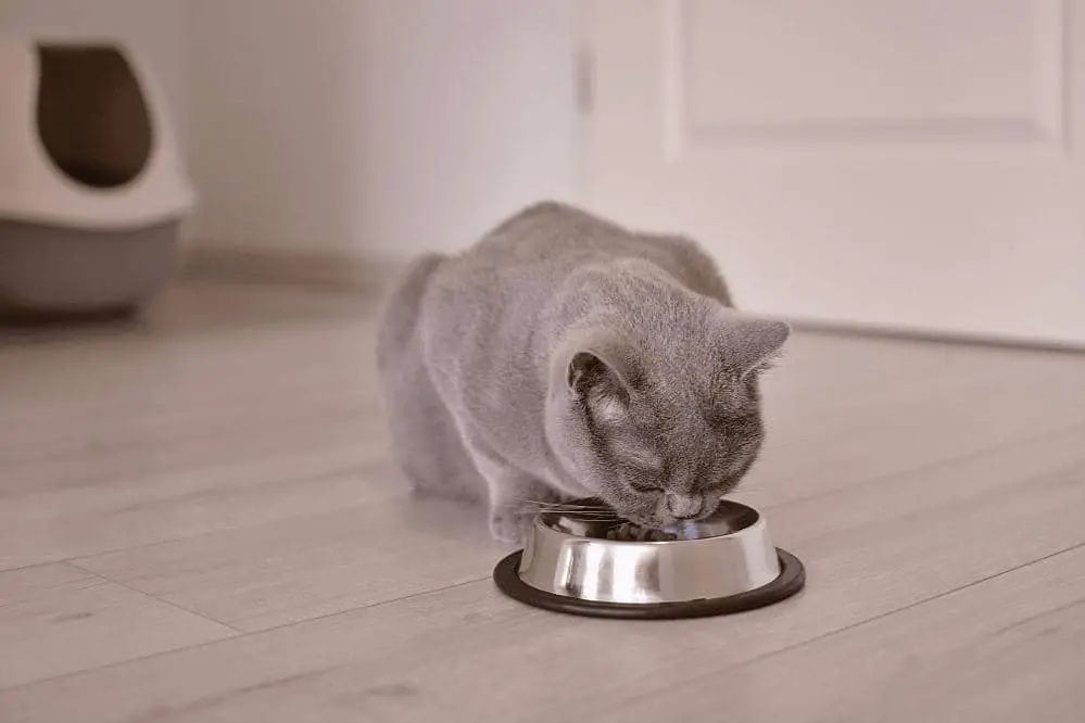 how far cat food should be from litter box