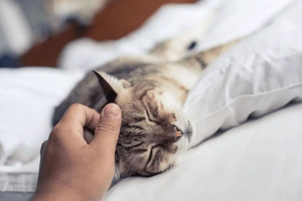 how-long-after-flea-treatment-can-i-pet-my-cat-smartly-cat