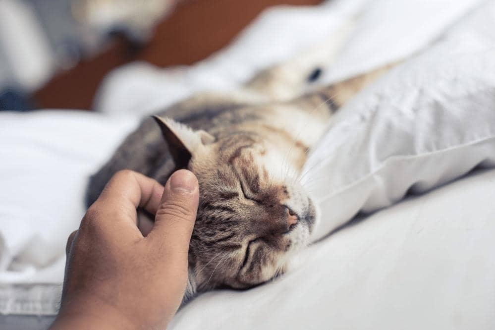 how long after flea treatment can i pet cat