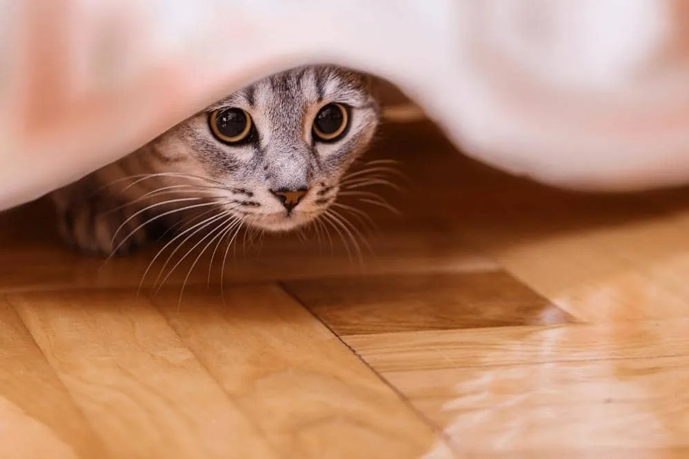 how long will a scared cat hide