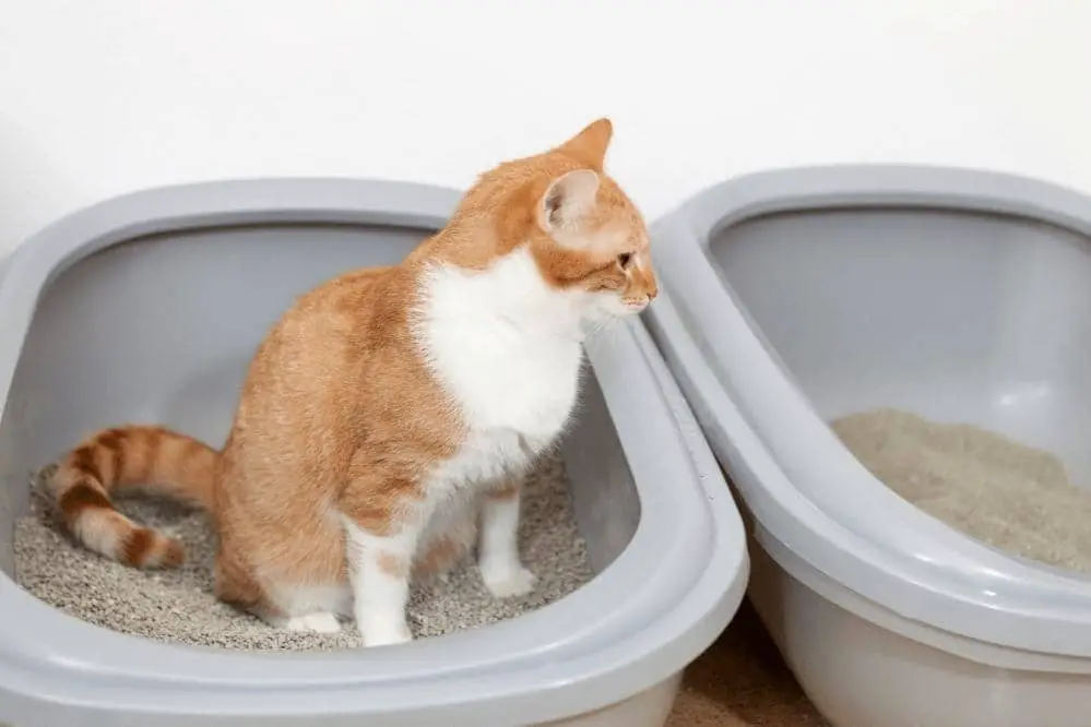how many litter boxes should cat have