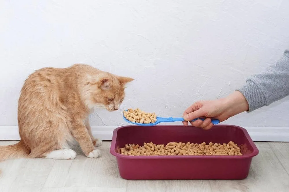 how much cat litter should i put in litter box