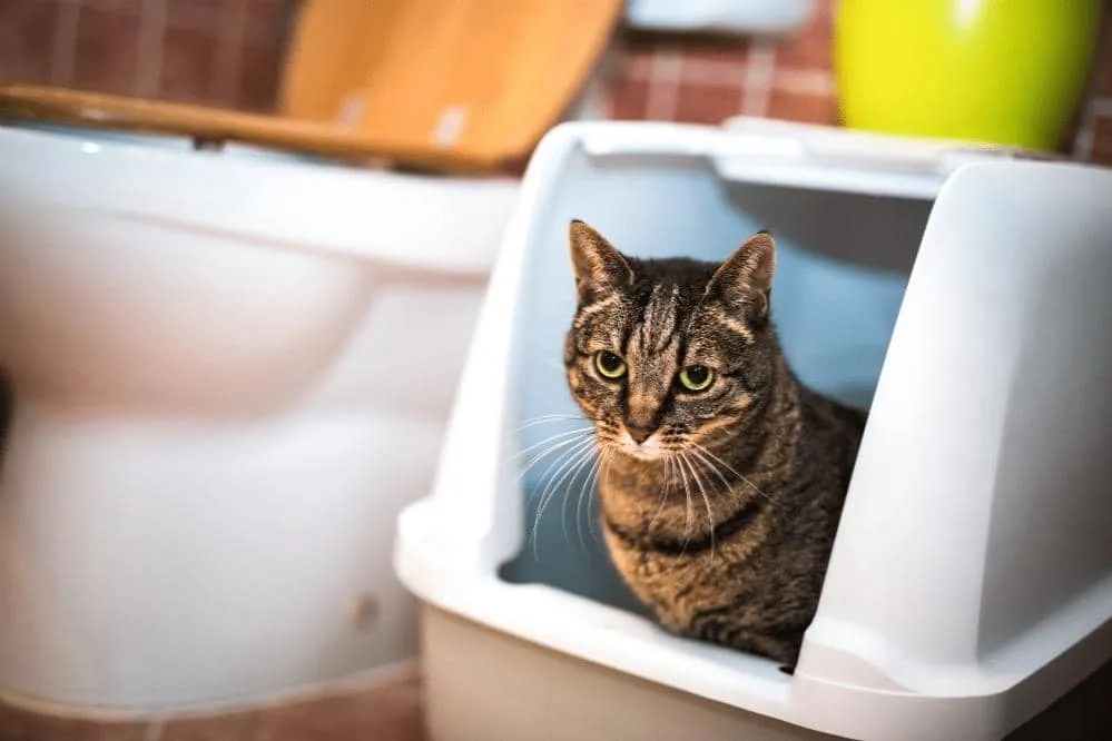 how often do cats use litter box
