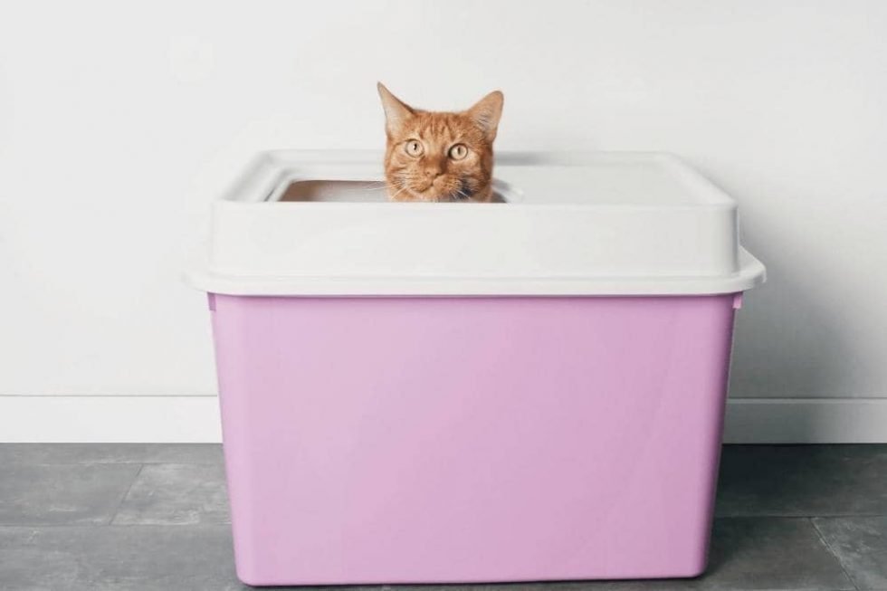 How Often Should I Change A Cat Litter Box - Smartly Cat