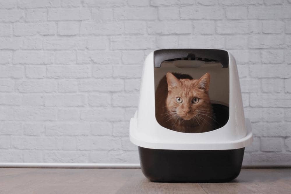 how often should you buy new litter box