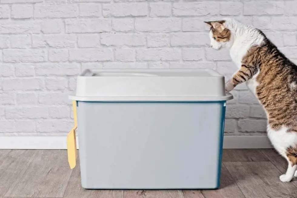 How Often Should You Clean A Cat's Litter Box? - Smartly Cat