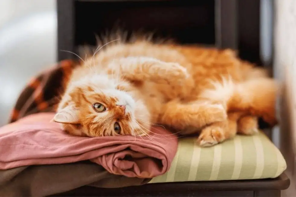 how-to-get-the-smell-of-cat-pee-out-of-clothes-smartly-cat