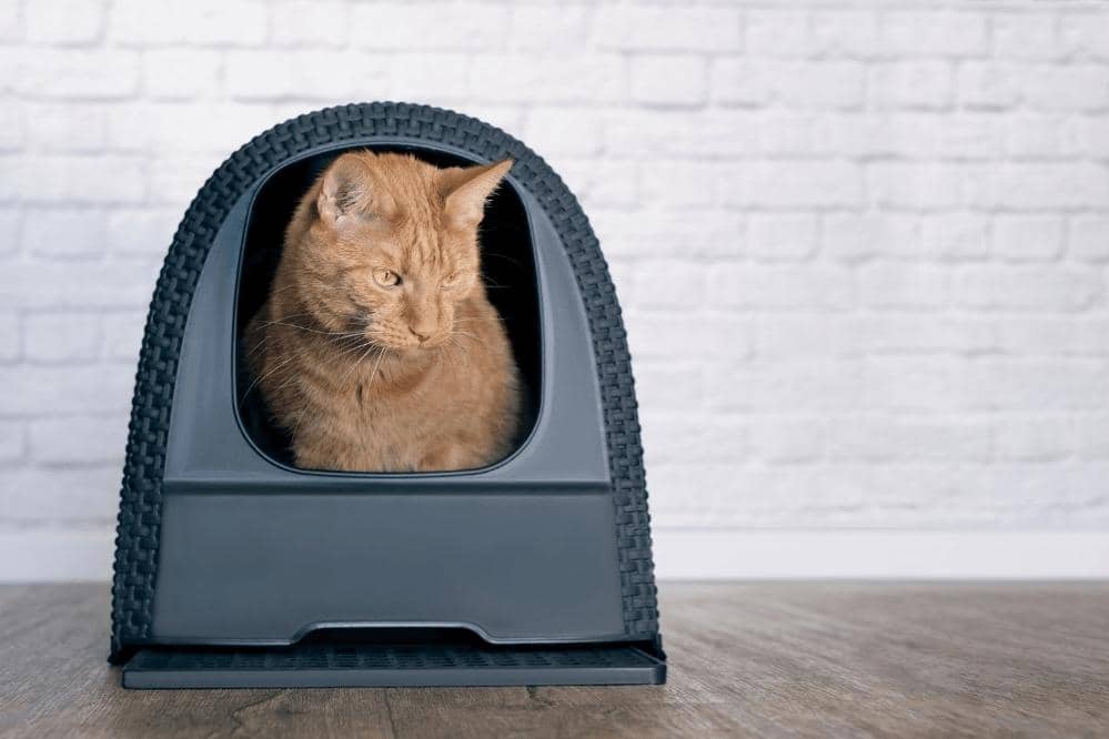 how to hide litter box