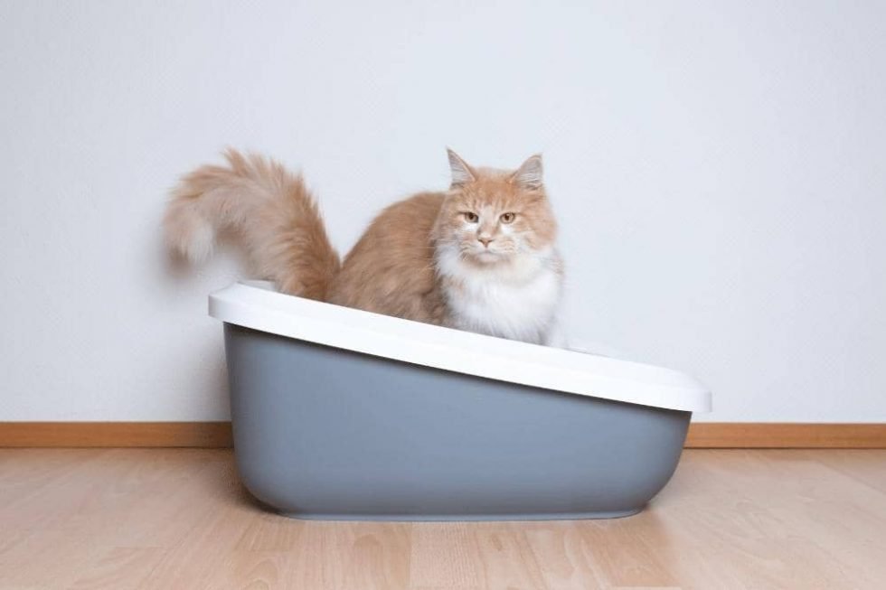 How To Introduce A Cat To A New Litter Box Smartly Cat