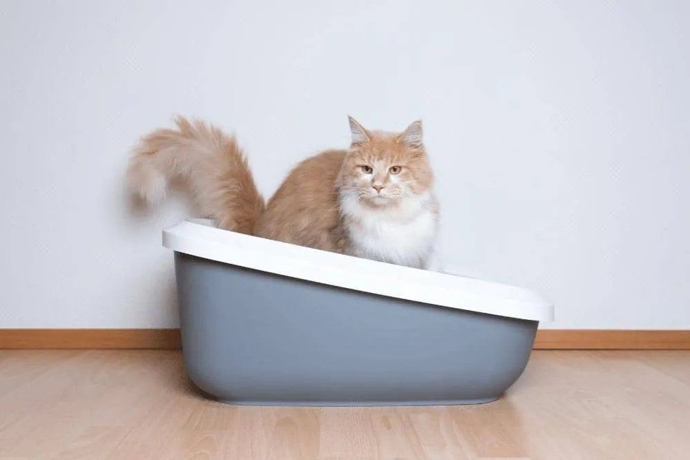 how to introduce cat to new litter box