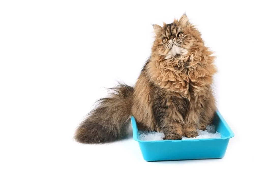 how to measure litter box correctly