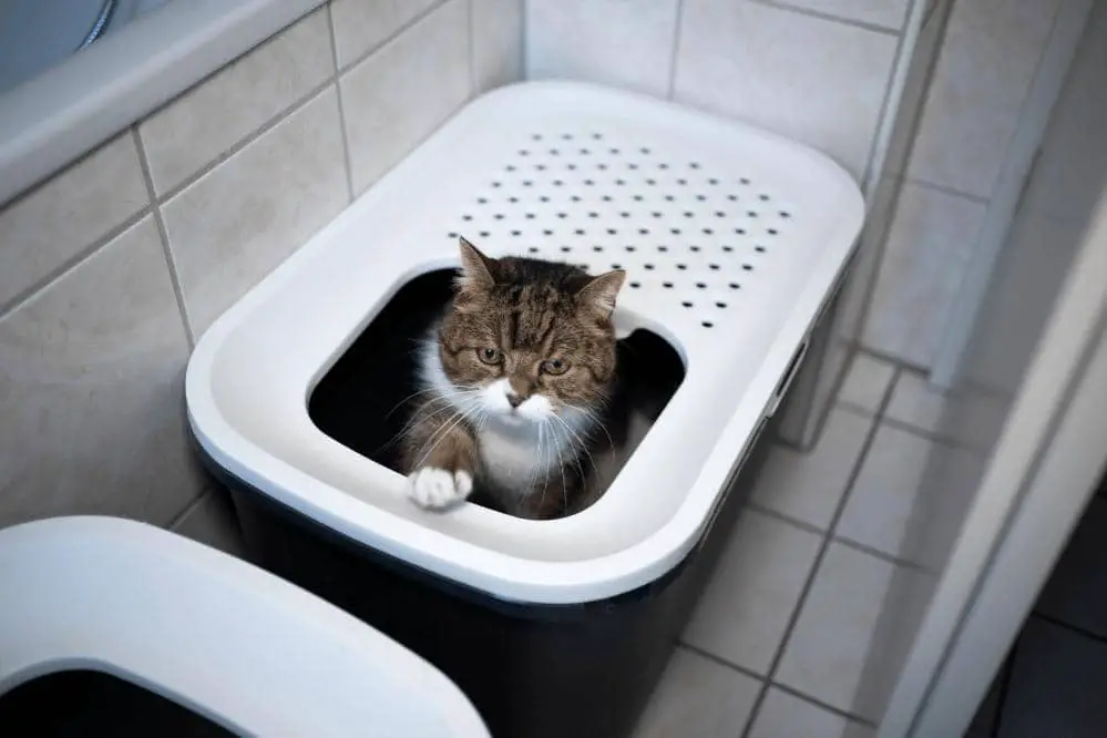 how to reduce litter box odor