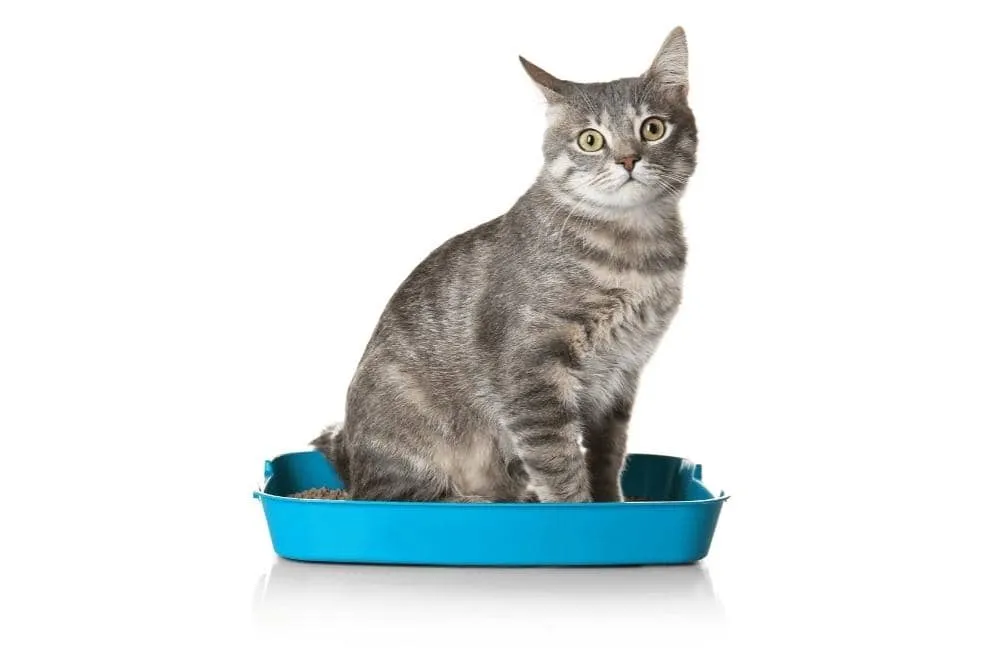 how to retrain cat to use litter box