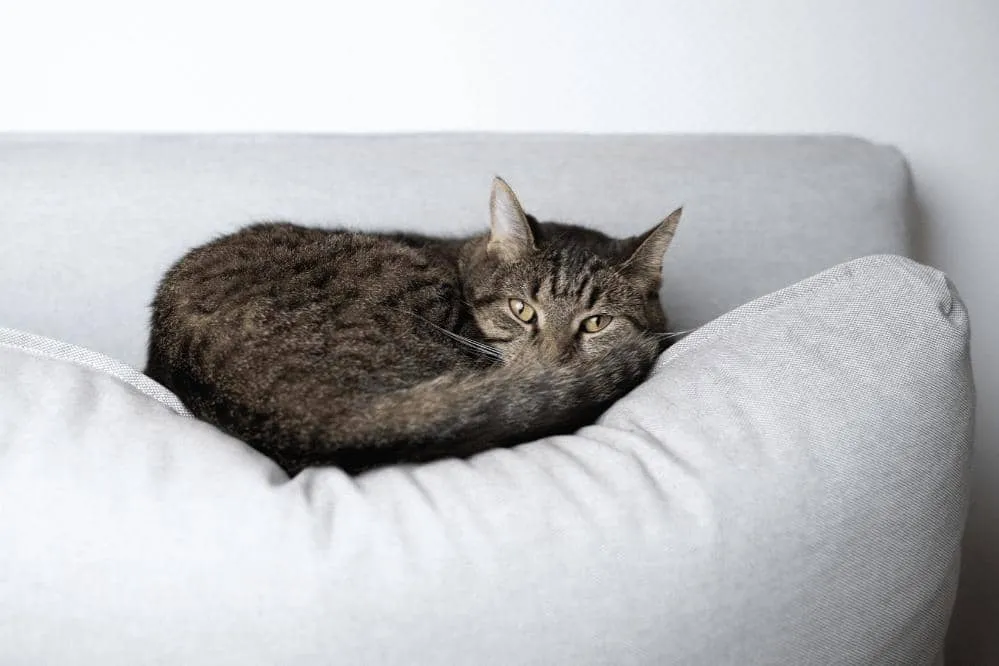how to stop cat from peeing on the couch