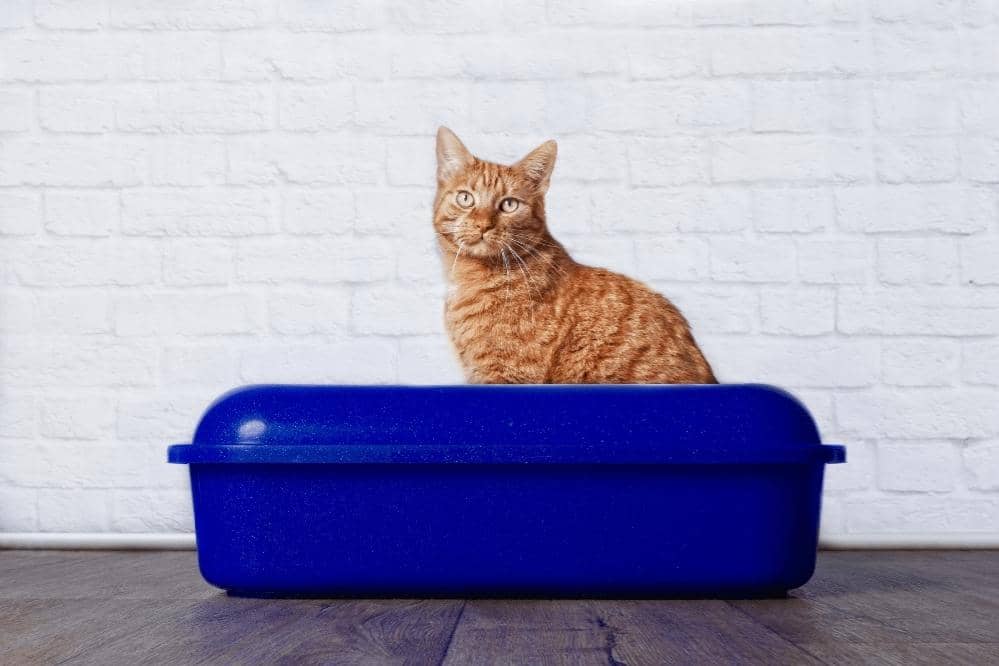 how to stop cat from peeing outside litter box