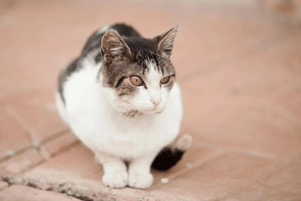 how-to-teach-a-stray-cat-to-use-a-litter-box-smartly-cat