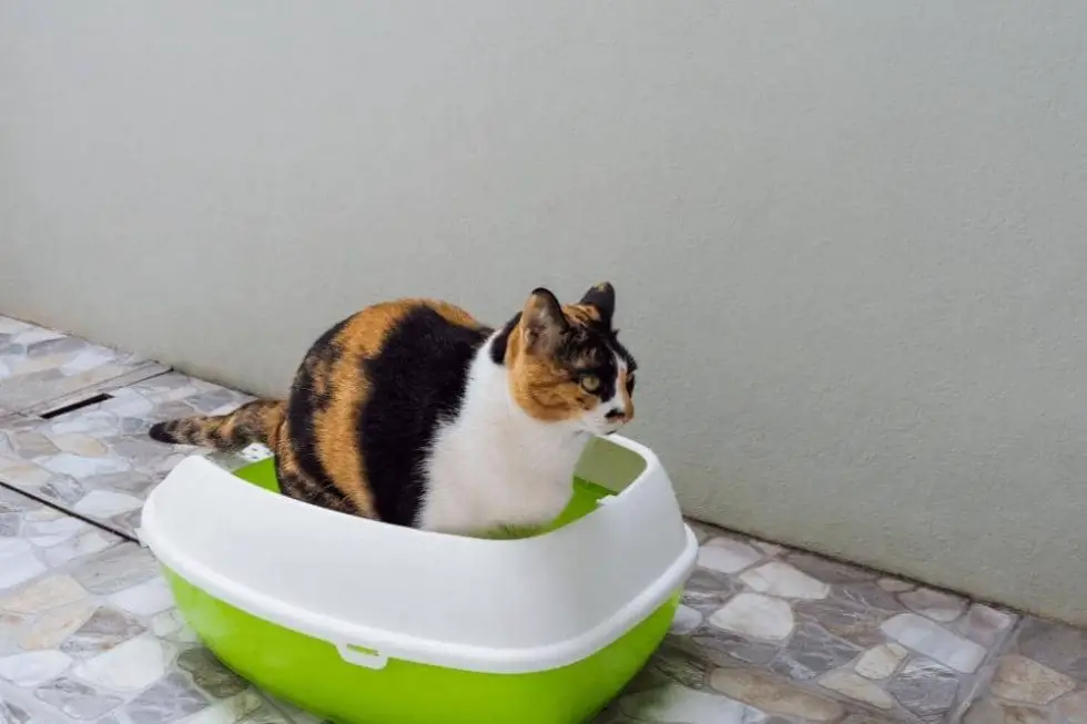 How To Tell If Your Cat Is Constipated? Smartly Cat