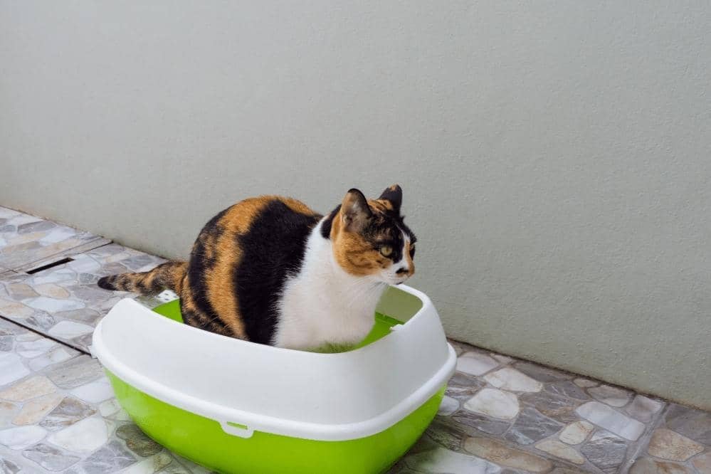 how-to-tell-if-your-cat-is-constipated-smartly-cat