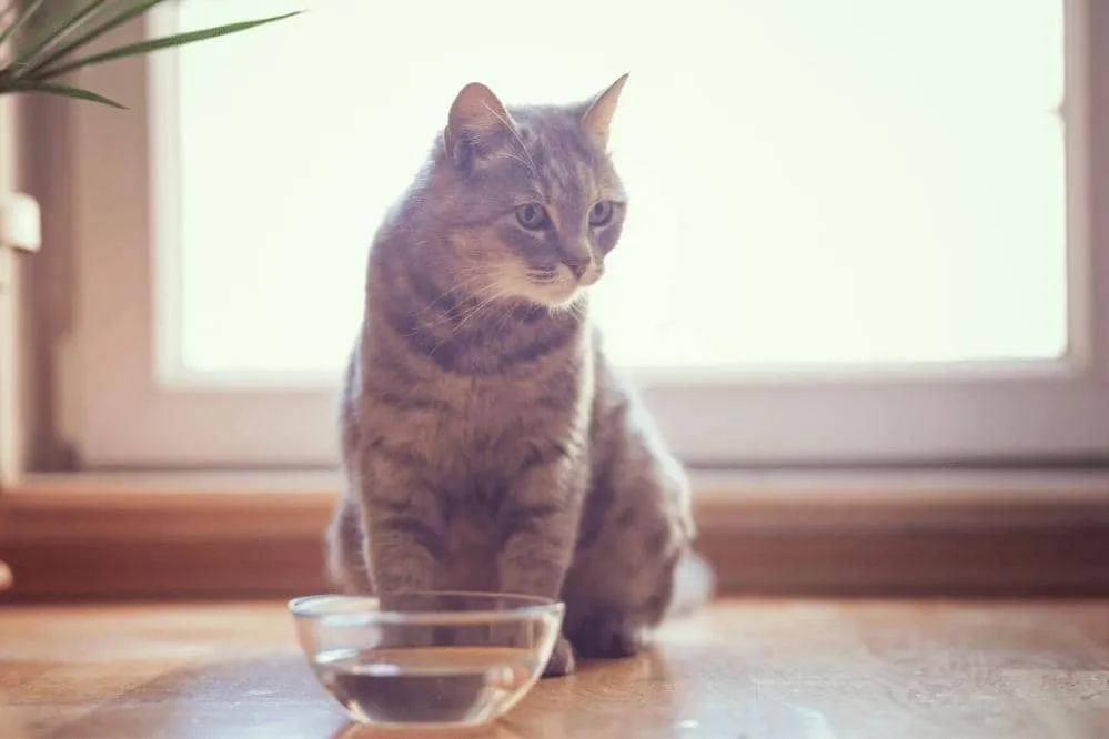 how to tell if your cat is dehydrated