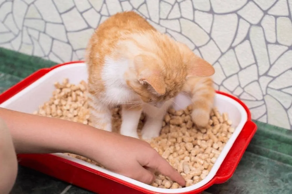 how to train a cat to use litter box