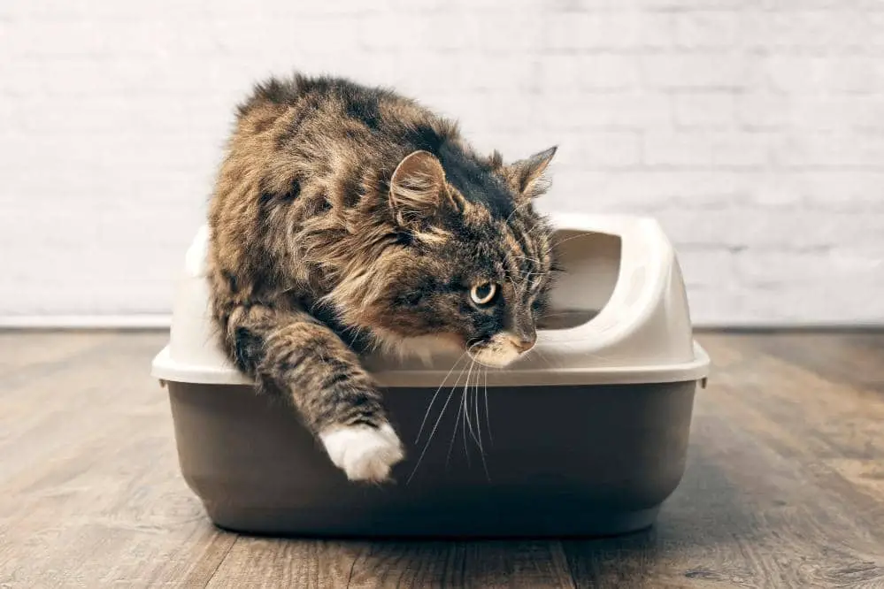 how to train older cat to use litter box