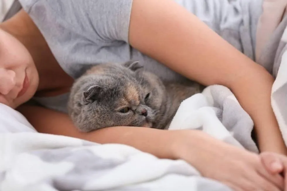 Is It OK If My Cat Sleeps In My Bed Smartly Cat