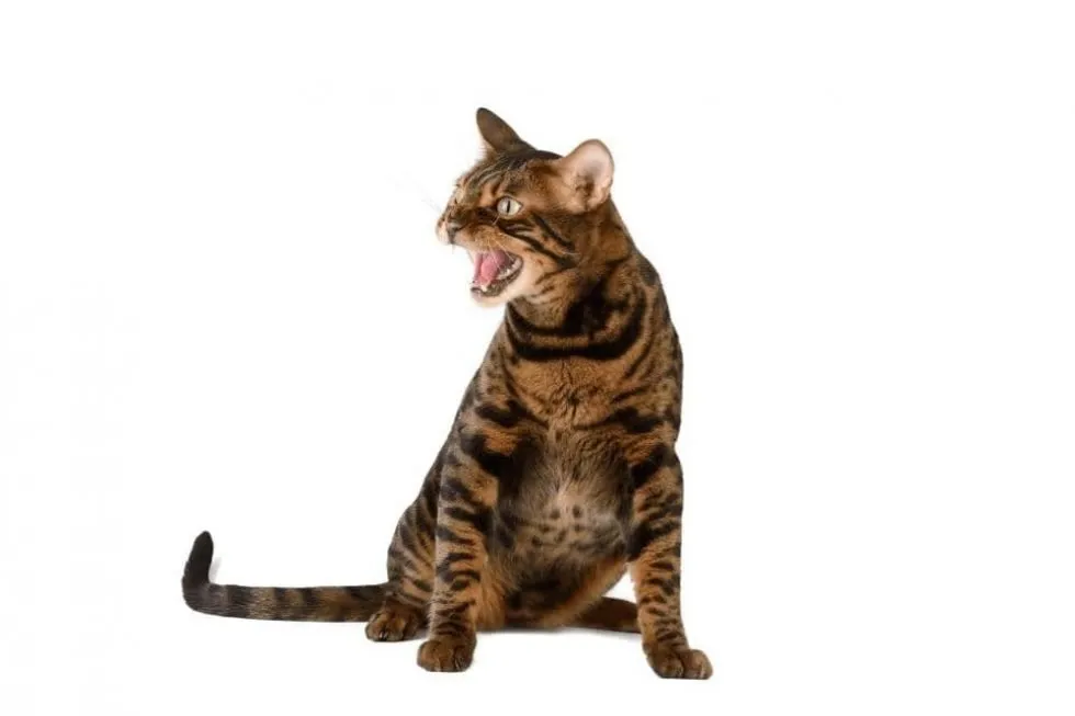 What Does It Mean When A Cat Hisses? - Smartly Cat