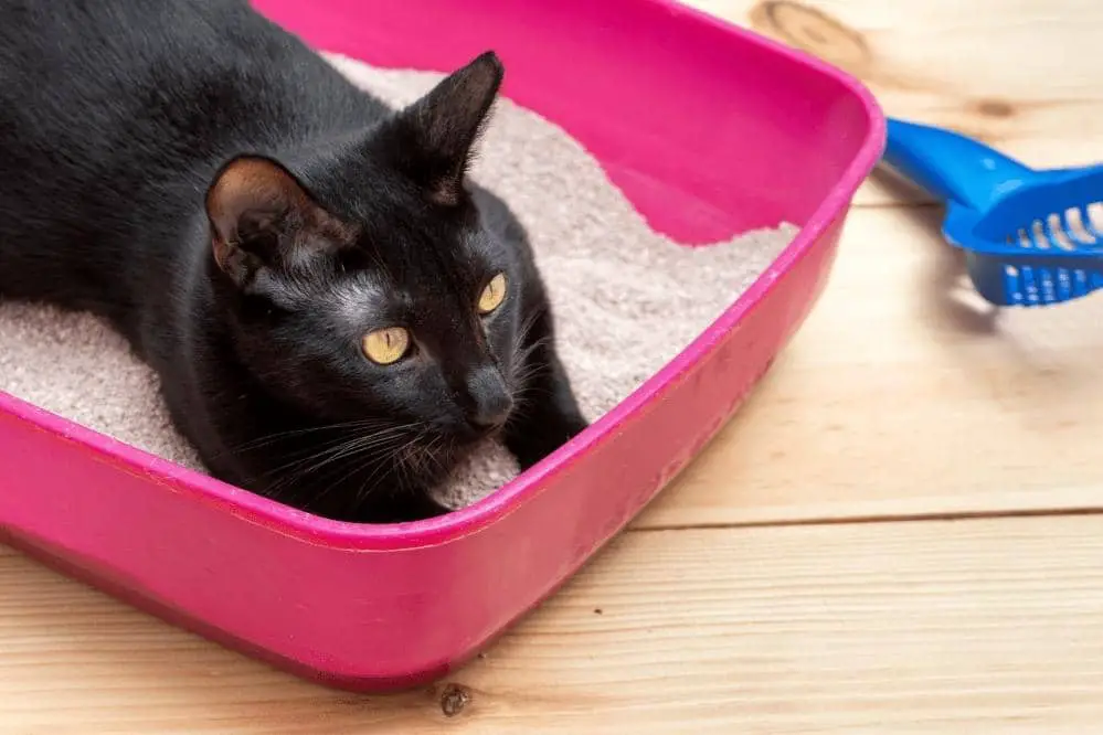 why do cats lay in litter box