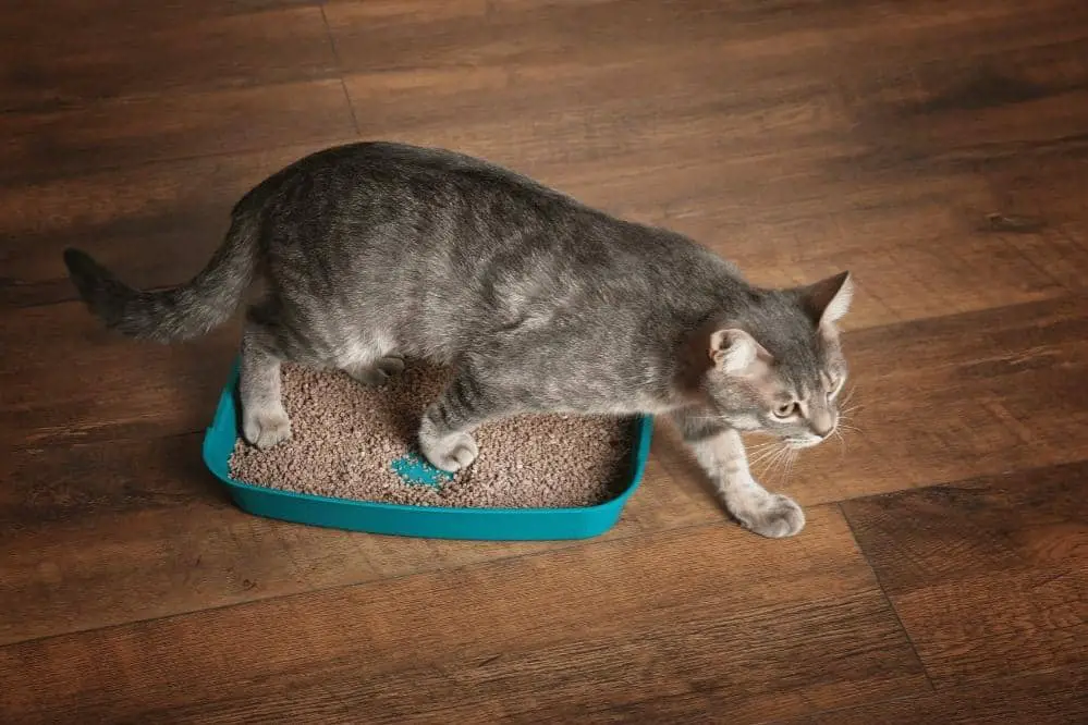 why do cats not use litter box