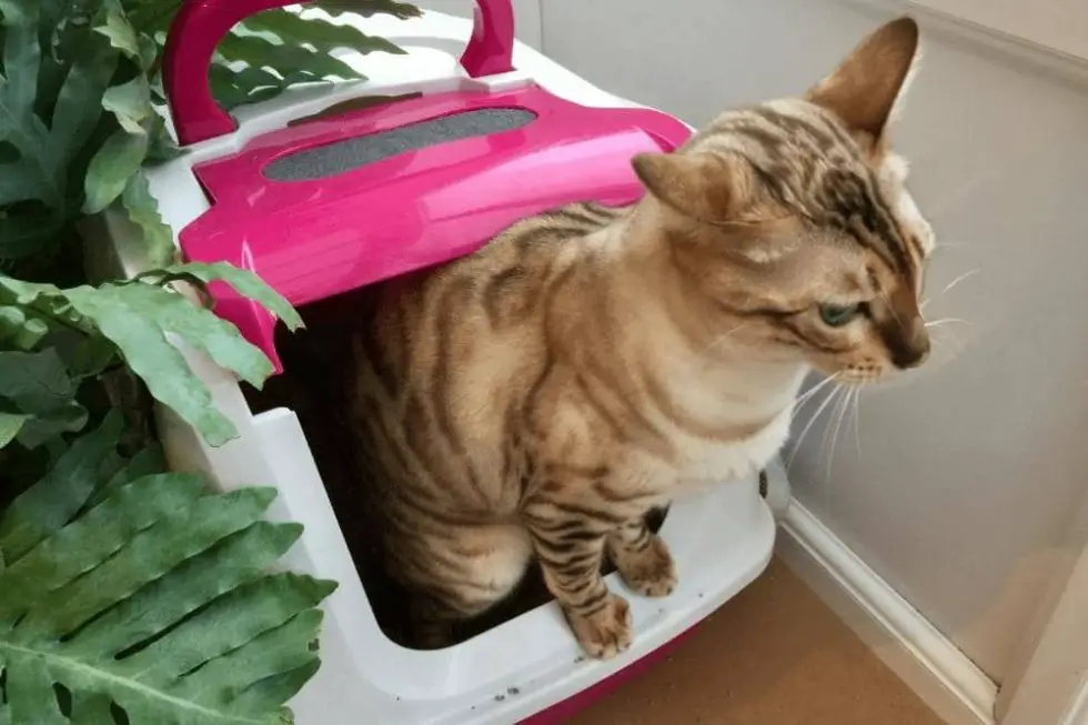 Why Do Cats Scratch The Side Of The Litter Box? Smartly Cat