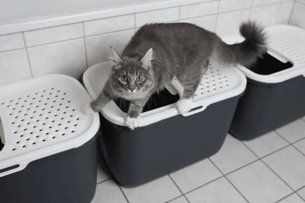 why do cats stop using litter box