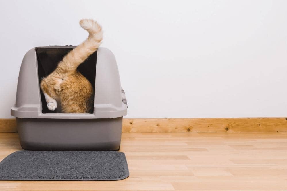 why does cat drag things into the litter box